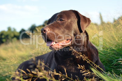 labrador in a grass at sunset