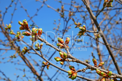 Dismissed cherry buds in springtime