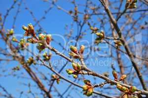 Dismissed cherry buds in springtime