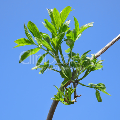 New elder branch in springtime