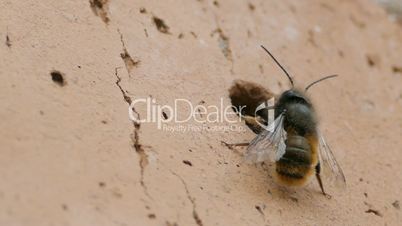 Macro Shot Wild Bees Osmia Bicornis Near The Brick Hole