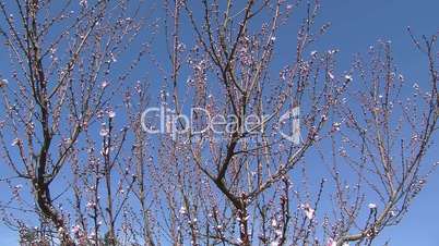 Triebe und Blüten im Frühling am Pfirsichbaum