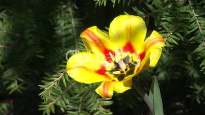 Gelbe Tulpe mit roten Streifen