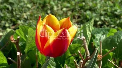 Eine rotgelbe Tulpe schaukelt im Wind