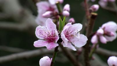 Windstille - kaum Bewegung bei den Pfirsichblüten