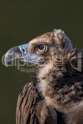 Cinereous Vulture (Aegypius Monachus)