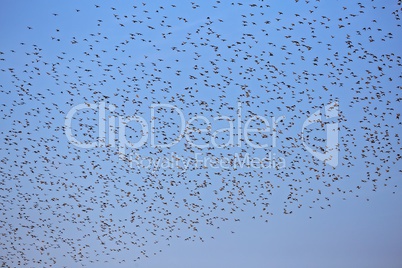 Group of starlings eat very much grapes