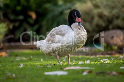 Black necked swan (Cygnus melanocoryphus)