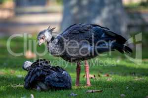 Southern screamers (Chauna torquata) on the grass