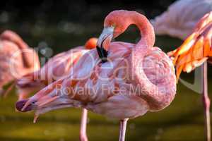 Pretty flamingo up close shot
