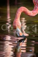 Pretty flamingo up close shot