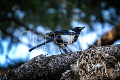 European magpie on the tree