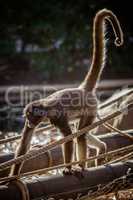 Spider monkey in the zoo Barcelona of Spain