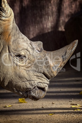 Close up of rhino in the zoo of Barcelona in Spain