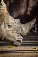 Close up of rhino in the zoo of Barcelona in Spain