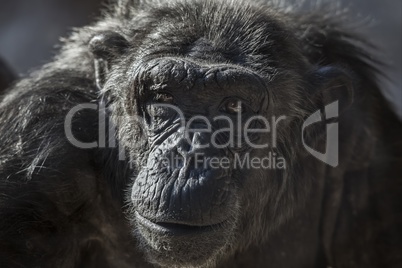 Old chimpanzee portrait at the zoo Barcelona, in Spain