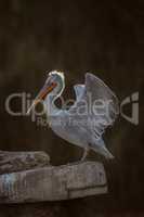 Dalmatian Pelican (Pelecanus crispus) portrait