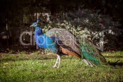 Beautiful colorful peacock