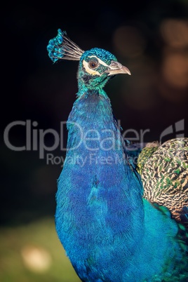 Beautiful colorful peacock