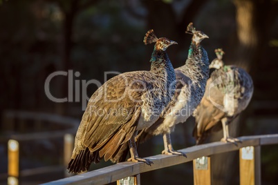 Beautiful colorful peacocks