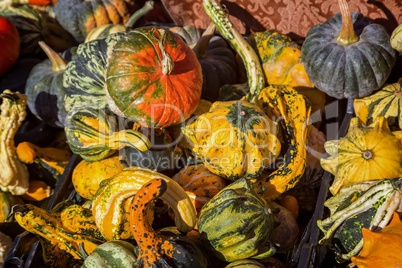 Different kinds of pumpkins in sunshine