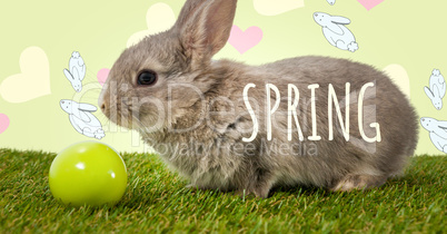 Spring text with Easter rabbit with egg in front of pattern
