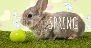 Spring text with Easter rabbit with egg in front of pattern