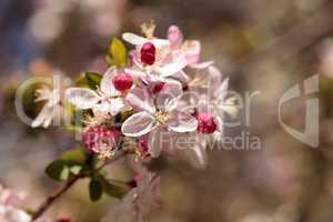 Pink flower blossoms on an apple tree