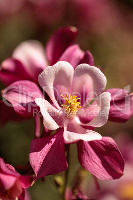 Pink Aquilegia flowers called Columbine