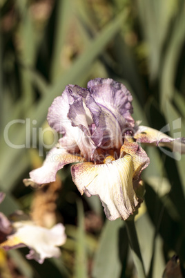 Purple and white bearded iris