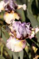 Purple and white bearded iris