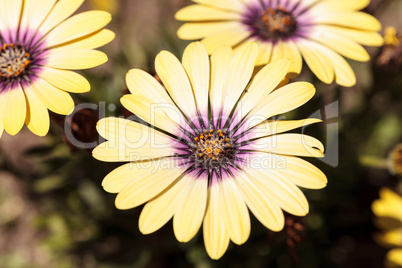 Yellow petals on a blue-eyed beauty daisy