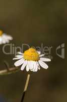 Chamomile flower herb called Matricaria recutita