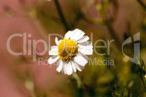 Chamomile flower herb called Matricaria recutita