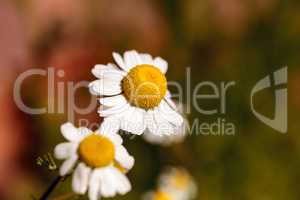 Chamomile flower herb called Matricaria recutita