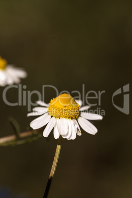 Chamomile flower herb called Matricaria recutita