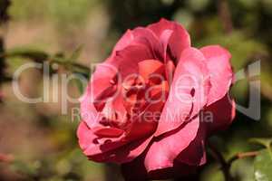 Dusty red rose known as hot cocoa blooms