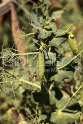 Green feisty peas called Pisum sativum