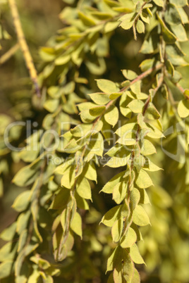 Green leaf background