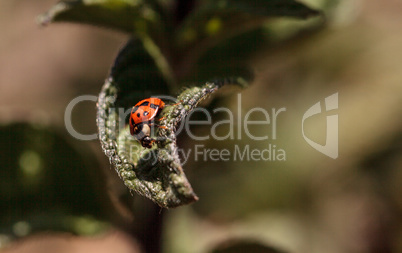 Ladybug Coccinella septempunctata