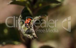 Ladybug Coccinella septempunctata