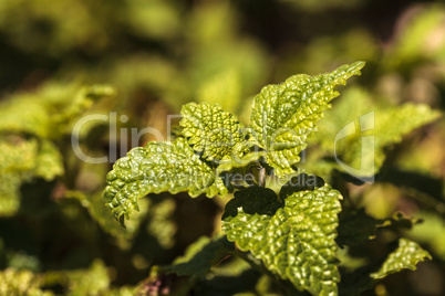 Lemon verbena herb called Aloysia triphylla