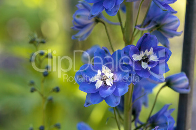 Purple, blue and white larkspur flower