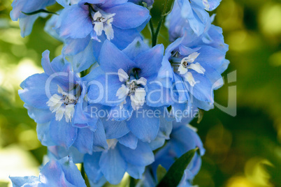 Purple, blue and white larkspur flower