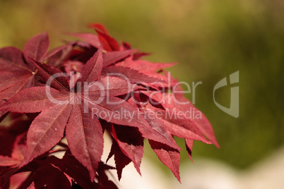 Red and green leaves on a Japanese maple tree