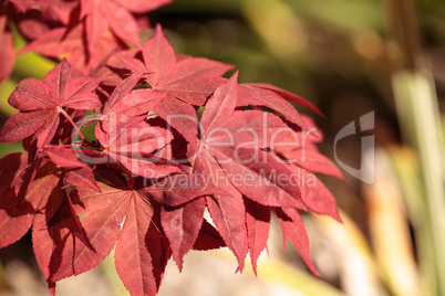 Red and green leaves on a Japanese maple tree