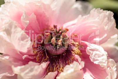 Pink flower on a peony tree called Paeonia suffruticosa