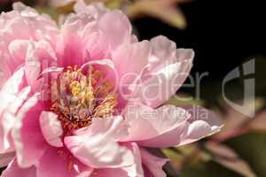 Pink flower on a peony tree called Paeonia suffruticosa