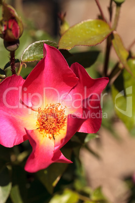 Pink red tea rose blooms
