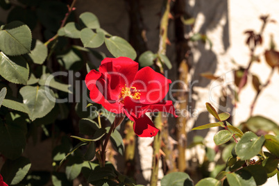 Pink red tea rose blooms